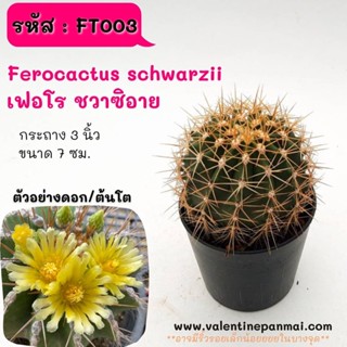 FT003 Ferocactus schwarzii เฟอโร ชวาซิอาย ไม้เมล็ด cactus กระบองเพชร แคคตัส กุหลาบหิน พืชอวบน้ำ