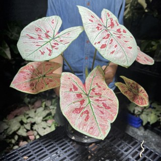 บอนสี สตรอเบอร์รี่สตาร์ 💖🌟(Caladium Strawberry Star) กระถาง 4นิ้ว