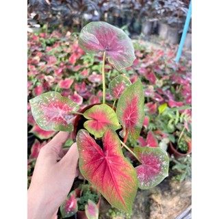 โละ‼️บอนสี ต้นบอนสี caladium คละสายพันธ์ุ ไซส์เล็กตามภาพ