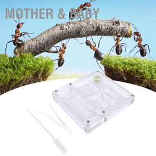 Mother &amp; Baby กล่องเพาะพันธุ์มดอะคริลิกใส Nest Formicarium Display Box Ornamental