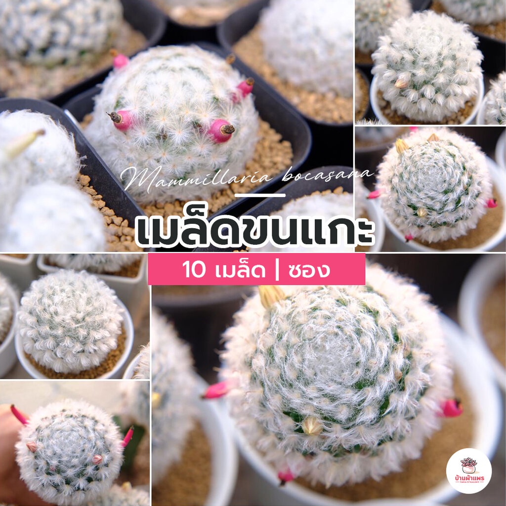 ( 10 เมล็ด ) เมล็ดขนแกะ Mammillaria bocasana แคคตัส กระบองเพชร cactus&succulent