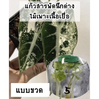 แก้วสารพัดนึกด่าง (Alocasia Bambino Variegated) ติดด่างแล้ว ไม้เพาะเลี้ยงเนื้อเยื่อแบบขวดจำนวน 1 ขวดต่อ 1 ต้น