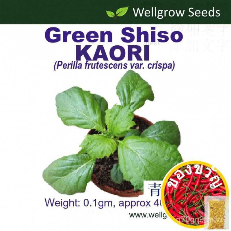 Green shiso Kaori 0.1gm ≈ 40sds penguchirimen-aojiso เมล็ดผัก wellgrow เมล็ด เสื้อ/ ∮/หมวก/ ∮ ZFDQ