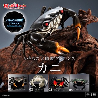 (เพิ่ม 2 แบบพร้อมส่ง) กาชาปองปูยักษ์พรีเมี่ยม Gashapon Bandai Premium Ikimono Encyclopedia Advance Crab โมเดลสัตว์