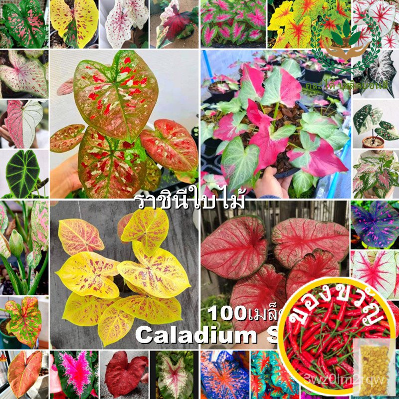 เก็บปลายทาง‼️ พร้อมส่ง 100PCS 29สี Color Mixing Caladium Seeds บอน ต้นบอนสี "ราชินีใบไม้" Caladium Bicolor Flower Plants