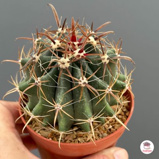 เฟอโรเล็บเหยี่ยว #กระถาง3นิ้ว Ferocactus Peninsulae แคคตัส กระบองเพชร cactus&amp;succulent