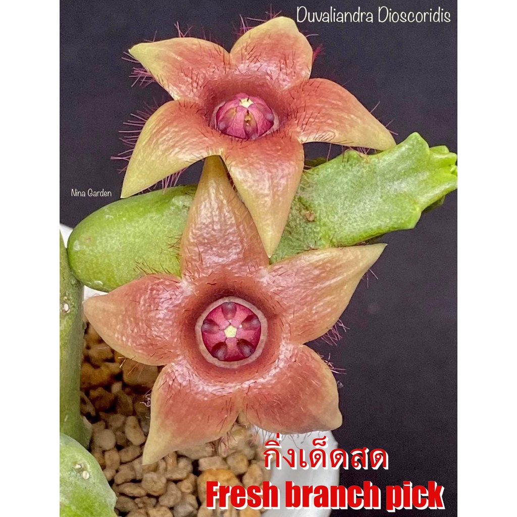 เก๋งจีน Duvaliandra Dioscoridis  *กิ่งเด็ดสด* แคคตัส ไม้อวบน้ำ Cactus and Succulent