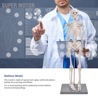  Super Motor โมเดลโครงกระดูกมนุษย์ขนาด 85 ซม. พร้อมขาตั้งเครื่องมือทดลองทางชีววิทยาสำหรับใช้สอนกายวิภาค