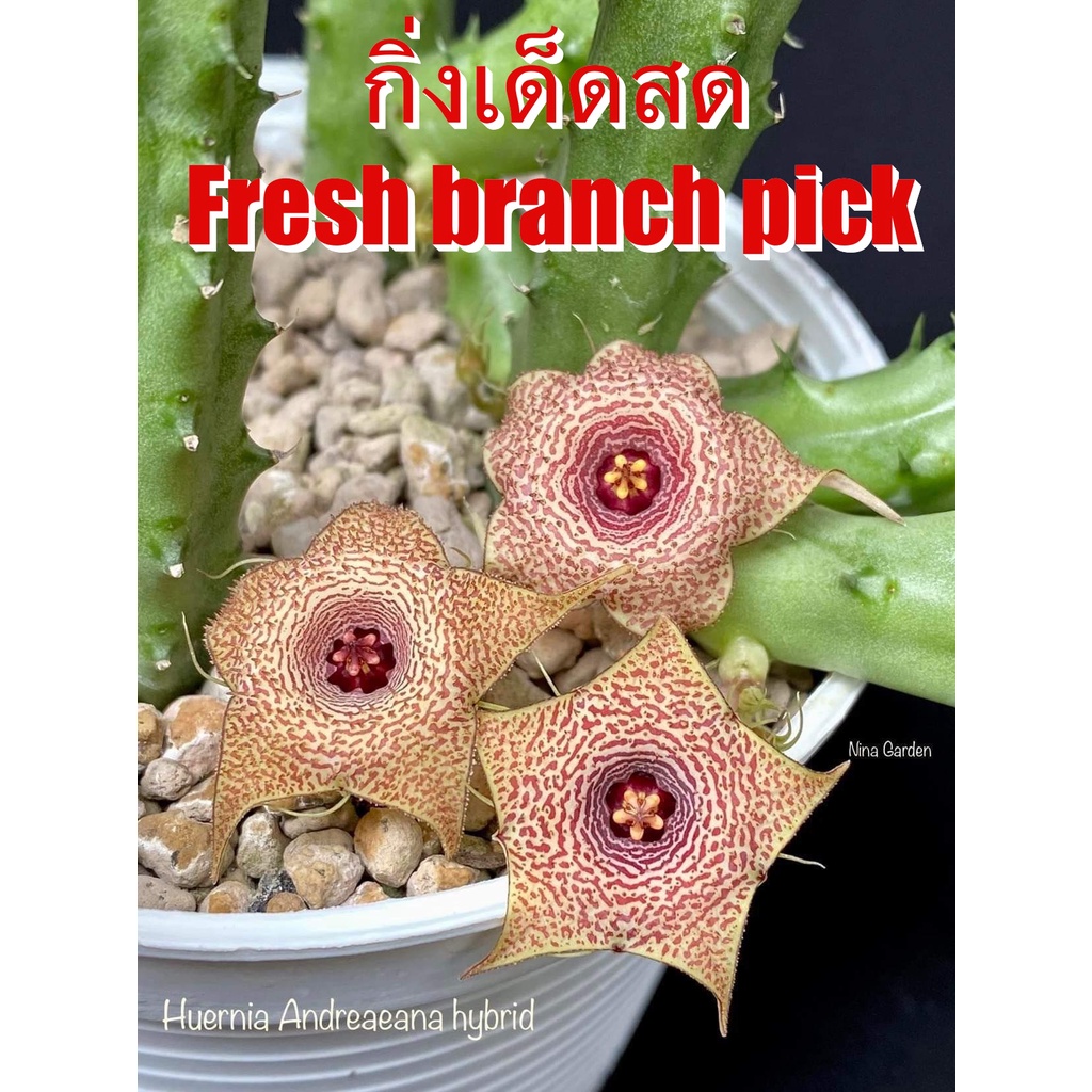 เก๋งจีน Huernia Andreaeana Hybrid *กิ่งเด็ดสด* แคคตัส ไม้อวบน้ำ Cactus and Succulent
