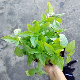 🌱ต้นโหระพา🌱ปลูกด้วยวิธีปลอดสารพิษ ขนาดถุงดำ 6 นิ้ว พร้อมปลูก รากแน่นทุกต้น