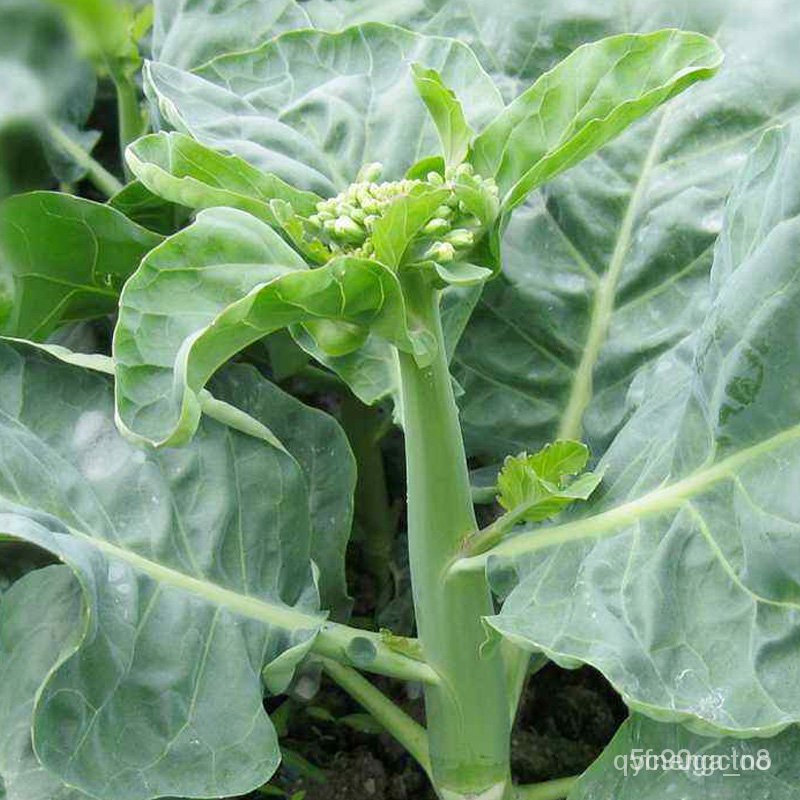 [เมล็ดพันธุ์] ดาวเรือง200เกรนูเซล็ตต์/ดอกไม้/กา AQ4O