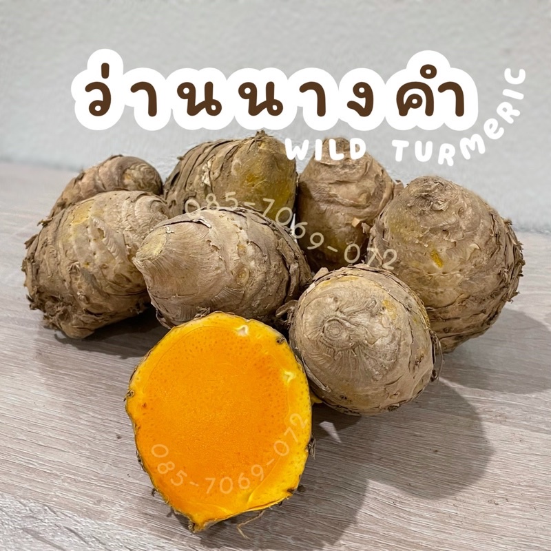 นางคำ ว่านนางคำ ( 1 Kg) wild turmeric ว่าน นางคำ ว่านางคำ หัวสด หัวพันธุ์ ปลูกได้ ว่านนางคำสด นางคำสด