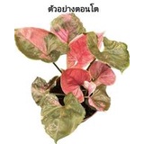 Syngonium Strawberry Ice สตรอเบอรรี่ ไอซ์