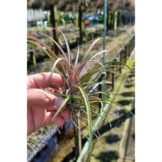 Tillandsia capitata domingensis ไม้รากอากาศ