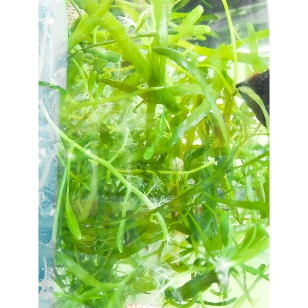 สาหร่ายใบเลื่อย 50g บำบัดน้ำตู้ทะเล ลดไนไตร ไนเตรจ ฟอสเฟต