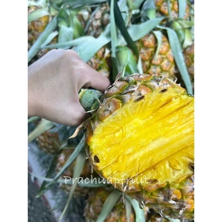 สับปะรดหอมสุวรรณ 1 ลูก ✅พร้อมส่ง✅ หวาน ฉ่ำ สดๆจากสวน