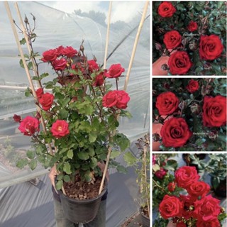 ต้นกุหลาบสีเเดง กุหลาบพวงสีเเดง Rose redvelentune สีเเดงเลือดสด