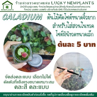 ต้นไม้จิ๋ว สำหรับปลูกใส่สวนในขวด Terrarium เท่านั้น คัดเลือกส่งแบบต้นจิ๋ว ต้นละ 5 บาท