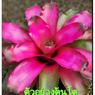 สับปะรดสี Bromeliad Neoregelia Lila จำนวน 1 ต้น จัดส่งแบบถอดกระถาง ต้นไม้สวยงาม ฟอกอากาศ ต้นไม้มงคล