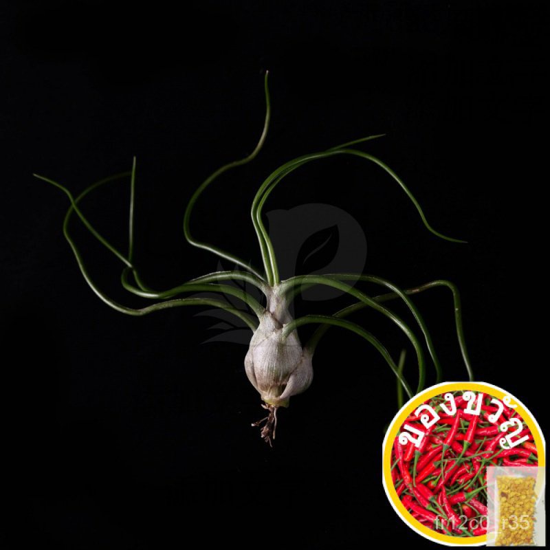 Air Plant-Tillandsia Bulbosa ขนาดเล็กมาก Sader/appro/ แอปเปิ้ล/รองเท้า/ดอกไม้/ดอกทานตะวัน/หมวก/สาง/ผ