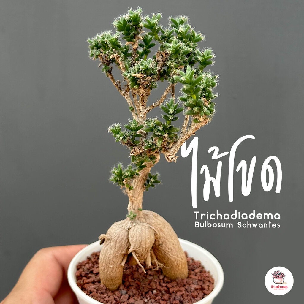 ไม้โขด Trichodiadema Bulbosum Schwantes กุหลาบหิน cactus&succulentหลากหลายสายพันธุ์