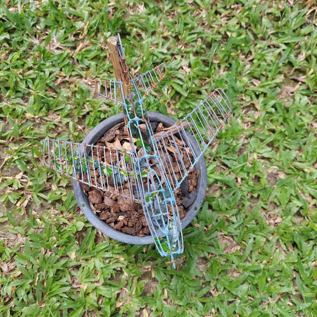 Flying Bonsai-P51 Mustang