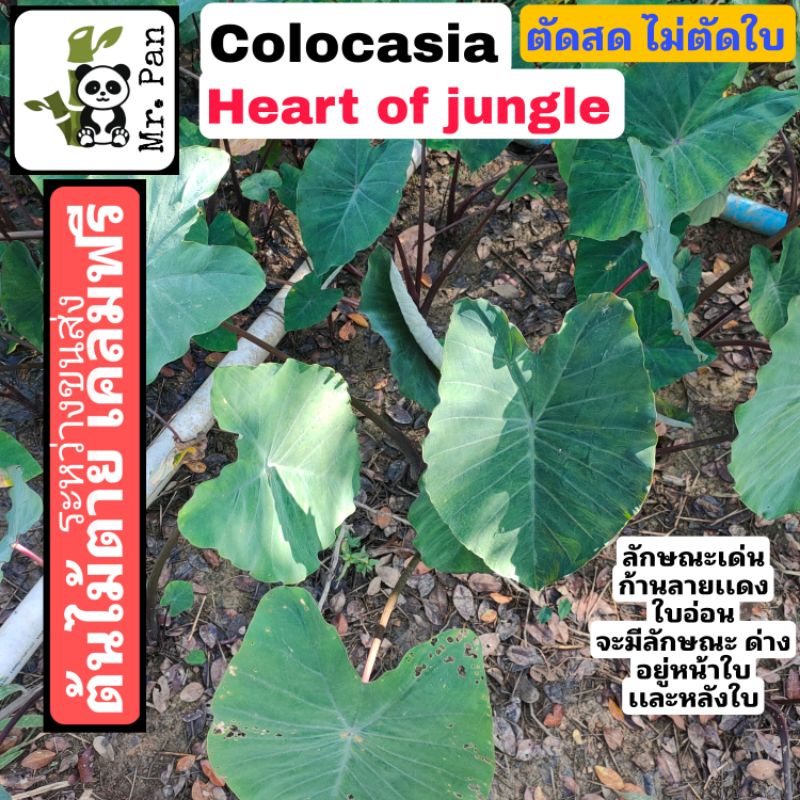 Colocasia Heart of jungle ตัดสดไม่ตัดใบ โคโลคาเซีย ฮาร์ทออฟจังเกอร์ บอนป่า