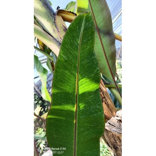 กล้วยเสือพรานด่าง M.acuminata var.sumatrana variegated