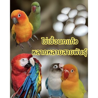 ✨ไข่เชื้อนกแก้วหลากหลาย 🦜ไข่เก็บสด 📦รับประกันการจัดส่งทุกออเดอร์