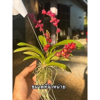 (ออกดอกเก่งมาก) ลาวาเบิร์ด ต้นแคระ ดอกเด่งสด