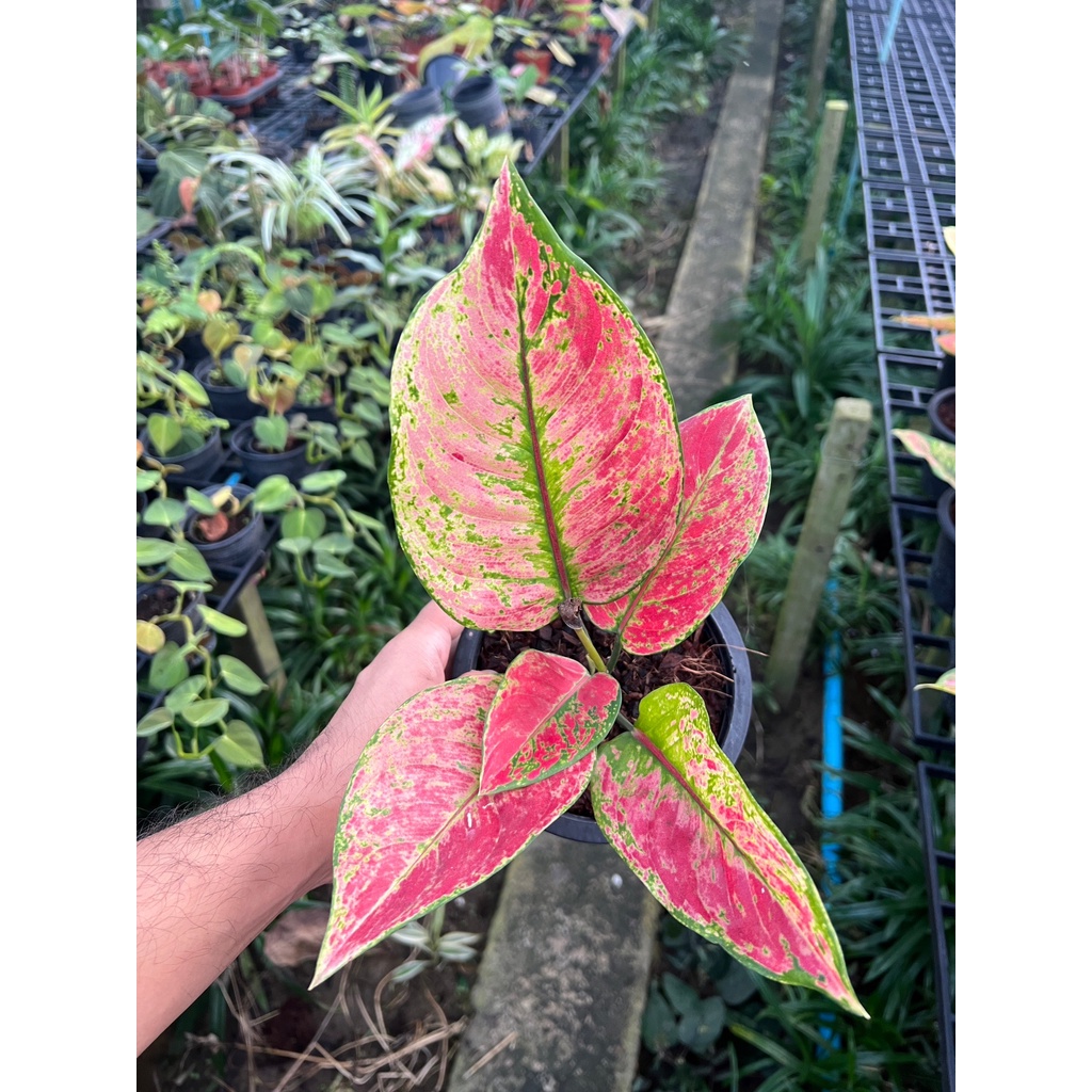 มุมมอง 4