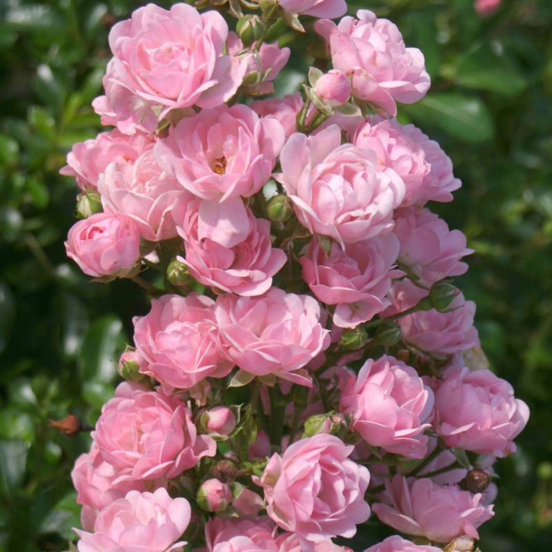 เมล็ดกุหลาบแฟรี่20เมล็ด,Fairy rose 20 seed