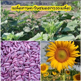 ดอกทานตะวันชมดอก(100เมล็ด)