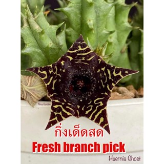 เก๋งจีน Huernia Ghost  *กิ่งเด็ดสด* แคคตัส ไม้อวบน้ำ Cactus and Succulent