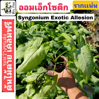 Syngonium Exotic Allesion เงินไหลมา เอ็กซ์โซติก เอ็กโซติก syngonuim