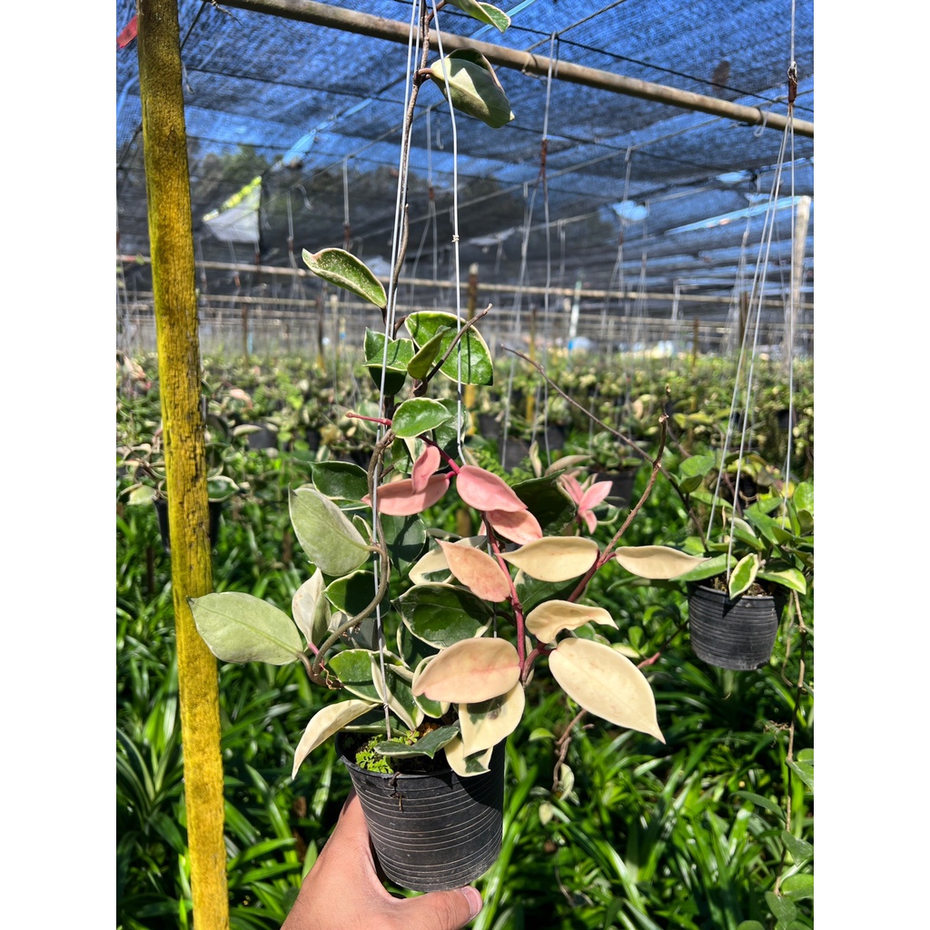 มุมมอง 4