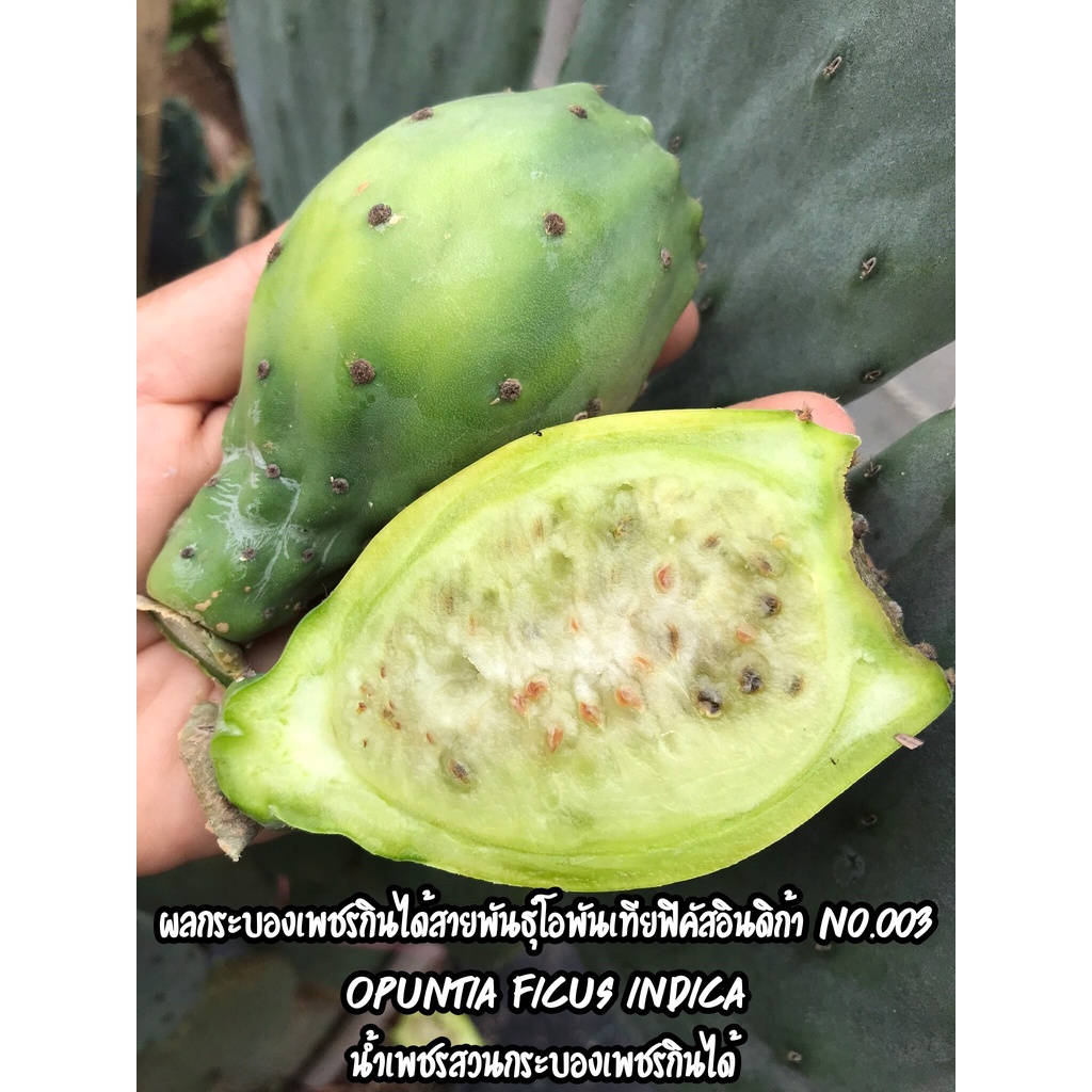 เมล็ดมะรุ่ง, กระบองเพชรกินได้, โนปาล, สายพันธุ์โอพันเทียฟิคัสอินดิกา, Opuntia Ficus Indica, ผลขาว, ชุดละ 12 เมล็ด