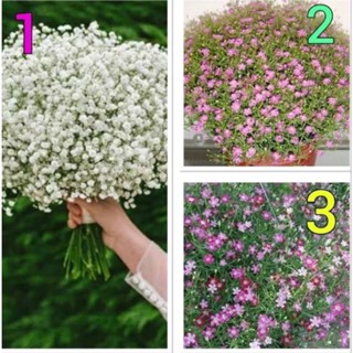 เมล็ดพันธุ์ ยิปโซฟิล่า ( Gypsophila ) มี 3 แบบให้เลือก ของแท้ 100% บรรจุ 30 เมล็ด