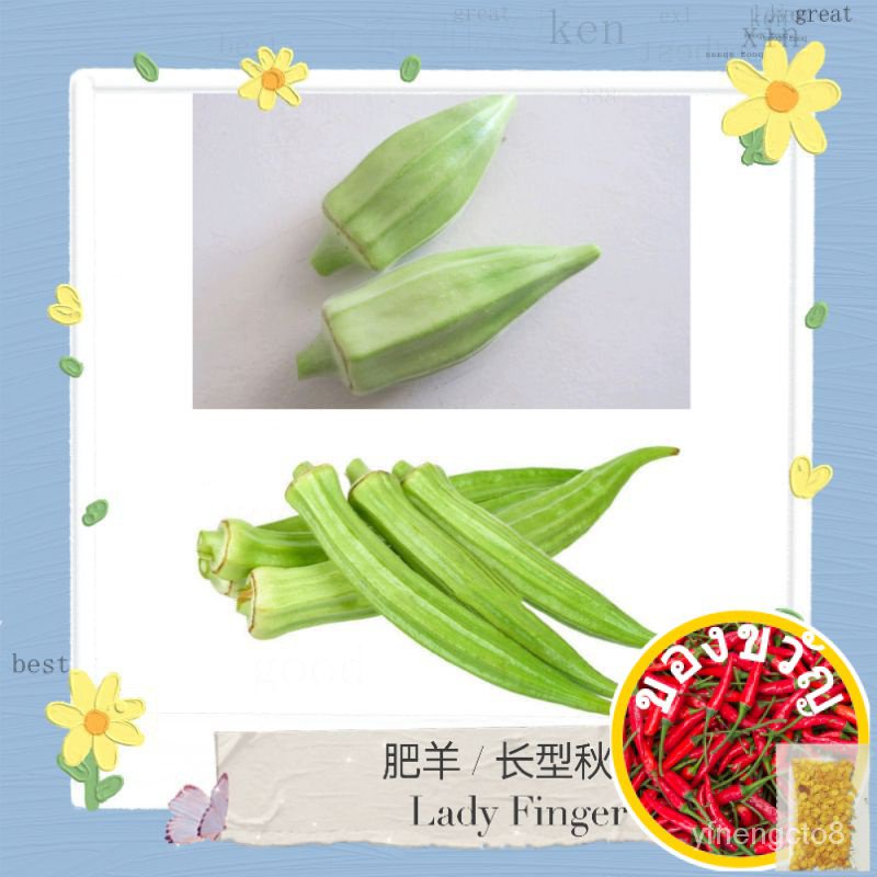 10 pcs FAT Sheep seeds * Long okra * เมล็ดพืช bendi อาหรับสีเขียว * Long Lady Finger seeds * okra * 