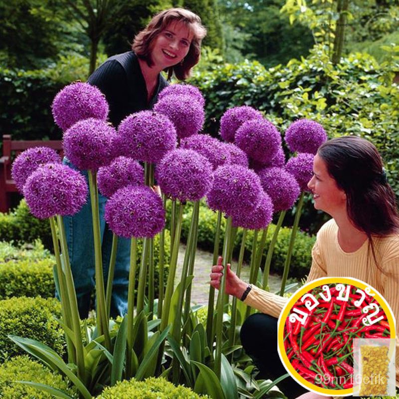 เอบีเอส200อัลลิเนียมอัลเลียม G4ZV