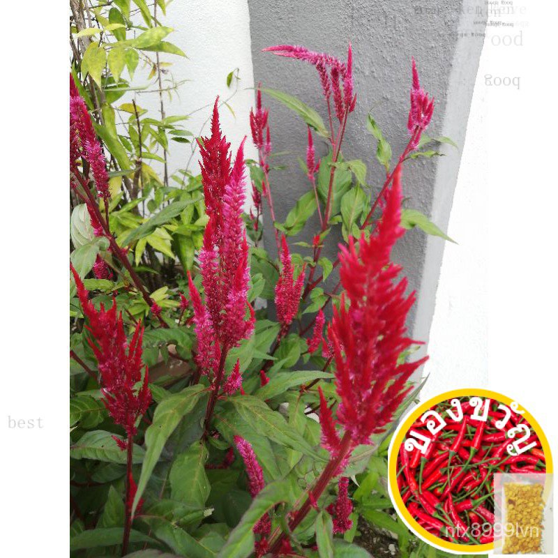 Celosia cristara Parka Flower SEED Flower Celosia seeds cockscomb movi/Home </home </home> ผลิตภัณฑ์