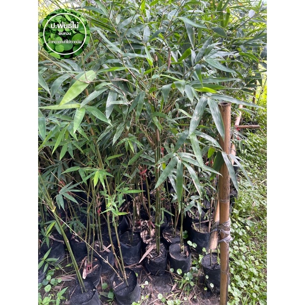ต้นไผ่ด้ามไม้กวาด  ไผ่กอแก้ว ไผ่ไม้กวาด เสียหายเครมฟรี