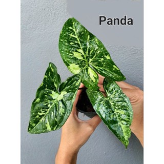 Syngonium Panda Galaxy (ซิงโกเนี่ยม เงินไหลมาแพนด้ากาแล็คซี่) ไม้เลื้อยด่างสวยงาม