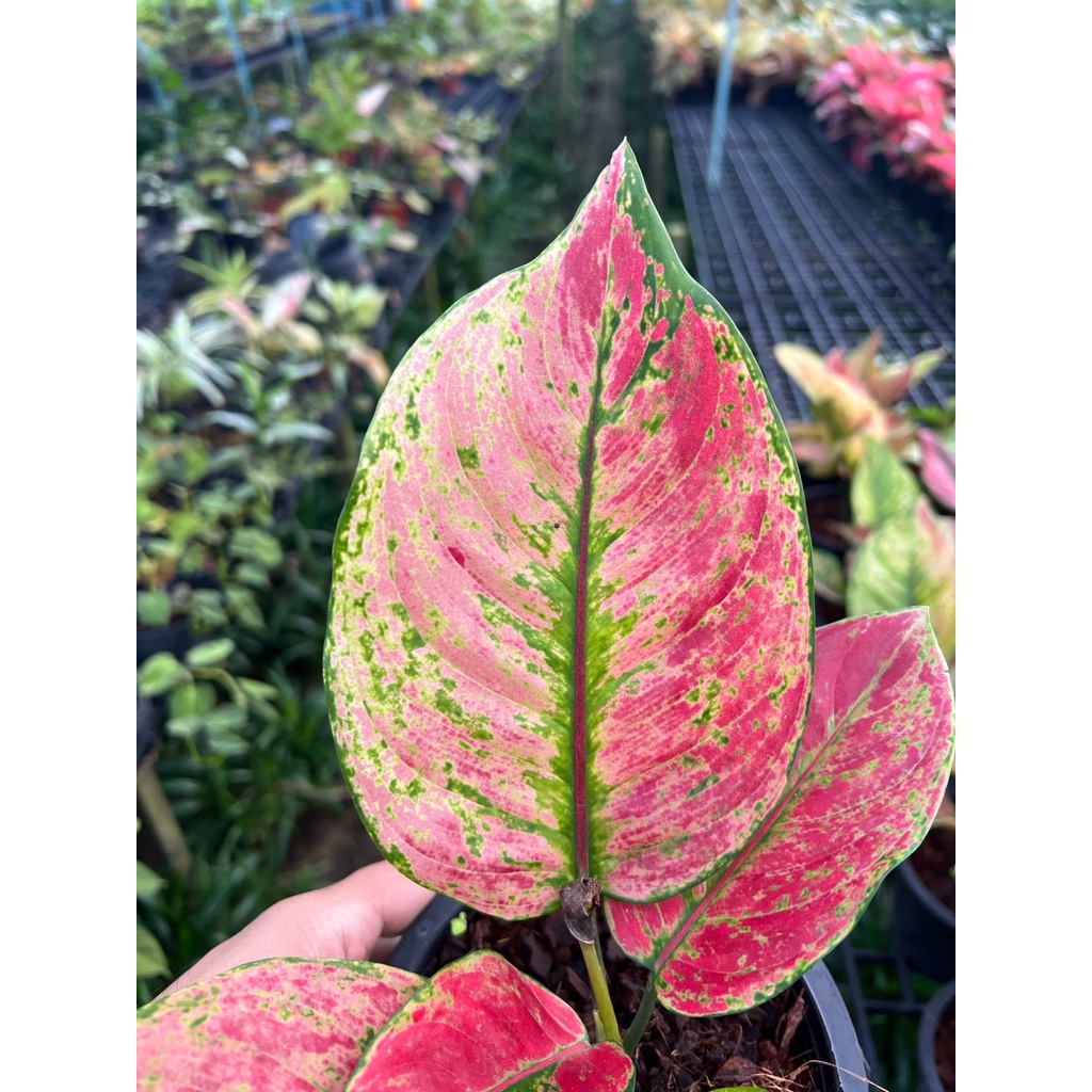 มุมมอง 5