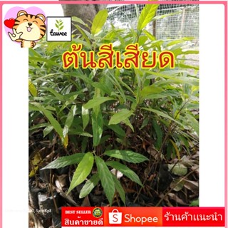 ต้นสีเสียด​ เพาะเมล็ด​ สูง​25-30​ ซม.​ ต้นกล้าสีเสียด​