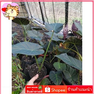 Alocasia Regal Shield อโลคาเซีย รีกัล ชิลด์