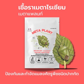 เมธาไรเซียม (100g) กำจัดแมลงศัตรูพืช ออร์แกนิคแท้ เพาะเชื้อในห้องLAB100% ปลอดภัยต่อผู้ใช้และสัตว์เลี้ยง