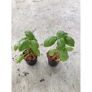 (ซื้อ 5 แถม 3 )💥 ต้นกล้าโหระพาอิตาลี่ กระถาง 2นิ้ว  Baby Italian sweet Basil plants 2 inch Pot 💥Buy5 get3 free🪴#herb