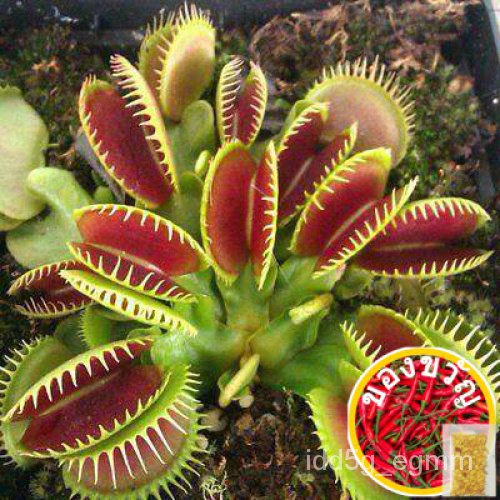 (30 Seeds)ไม้กินแมลง กาบหอยแครงปากแดง (Venus flytrap) Potted Insectivorous Dionaea Muscipula Giant C
