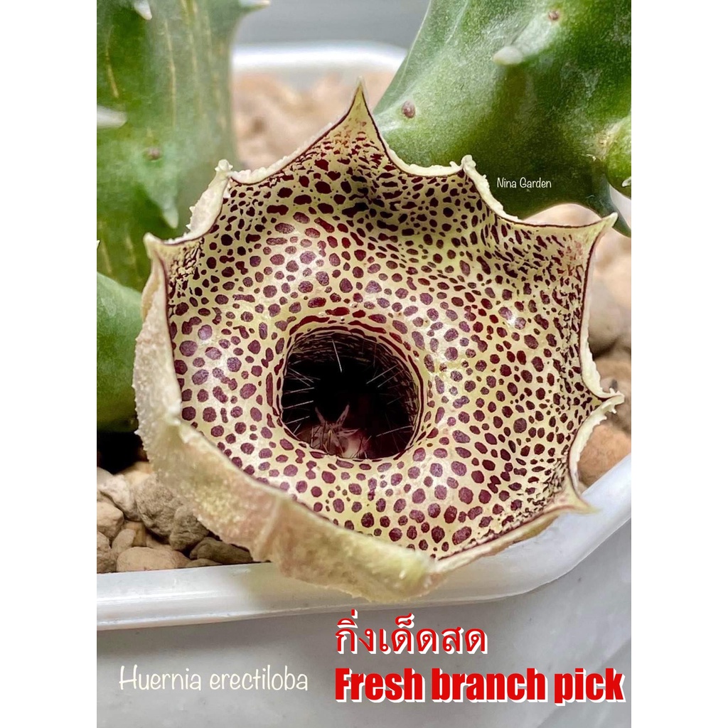 เก๋งจีน Huernia Erectiloba(red dot) *กิ่งเด็ดสด* แคคตัส ไม้อวบน้ำ Cactus and Succulent